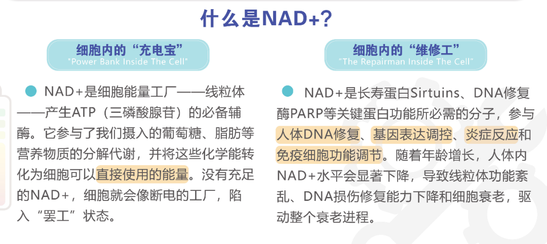 NAD+ 與細胞能量代謝