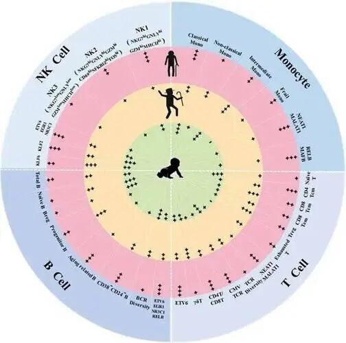 心臟組織中的 NAD+ 與生物鐘