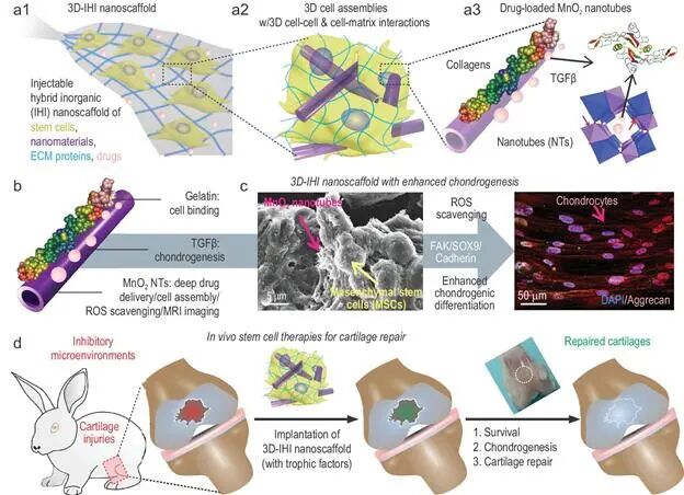 使用 IHI 纳米支架模板 3D 干细胞组装增强软骨损伤的治疗