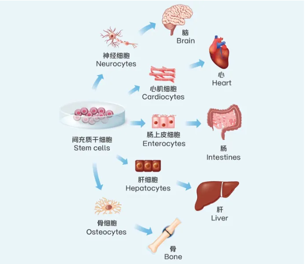 間充質幹細胞與健康壽命